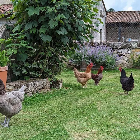 Petit Romantique Avec Piscine Couverte, Jardin Et Animaux, Proche De La Nature A - Fr-1-653-234 * Chadurie